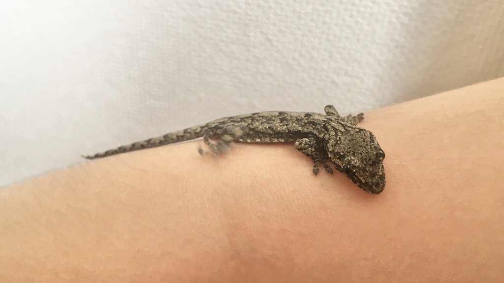 ニホンヤモリもシロアリを捕食する